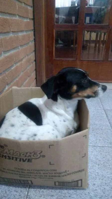 Cachorro ra a Terrier brasileiro idade 5 anos nome Billy GRATIFICA