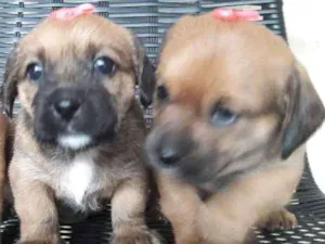 Cachorro raça indefinidade idade Abaixo de 2 meses nome Sem Nome