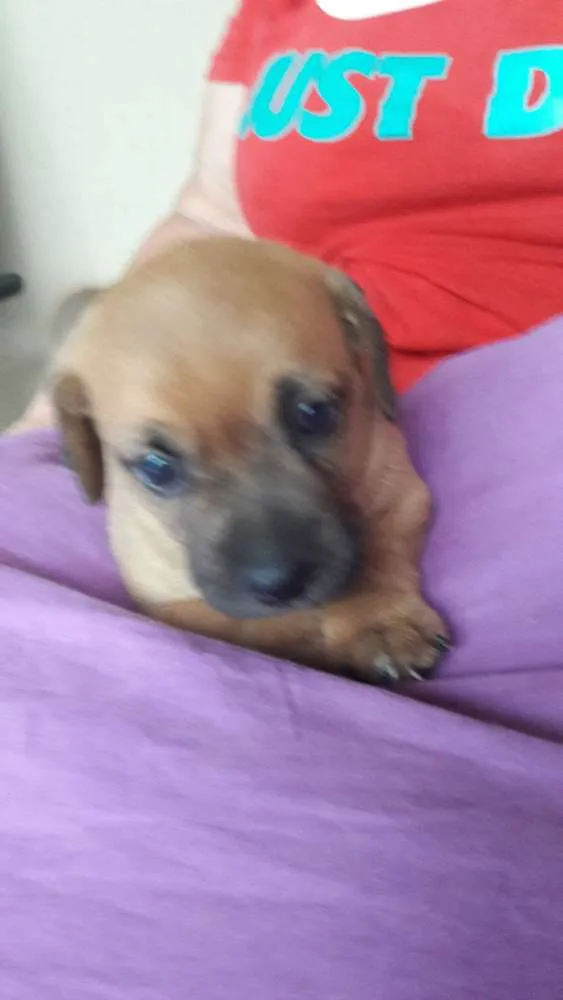 Cachorro raça indefinidade idade Abaixo de 2 meses nome Sem Nome