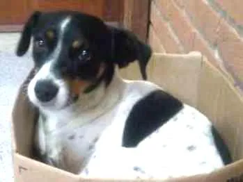 Cachorro ra a Terrier brasileiro idade 5 anos nome Billy GRATIFICA
