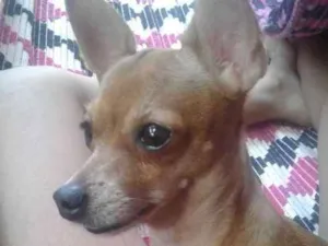 Cachorro raça Pinscher idade 6 ou mais anos nome Lady caty