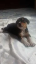 Bidu
