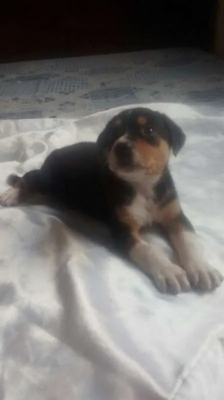 Cachorro raça srd idade Abaixo de 2 meses nome Bidu