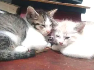 Gato raça Não tem  idade Abaixo de 2 meses nome Não definido