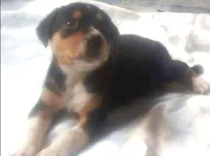 Cachorro raça srd idade Abaixo de 2 meses nome Bidu