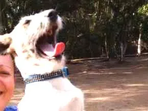 Cachorro ra a Mista idade 7 a 11 meses nome Leona