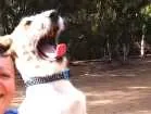 Cachorro raça Mista idade 7 a 11 meses nome Leona