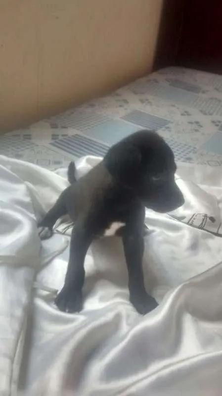Cachorro raça srd idade 2 a 6 meses nome Banzé