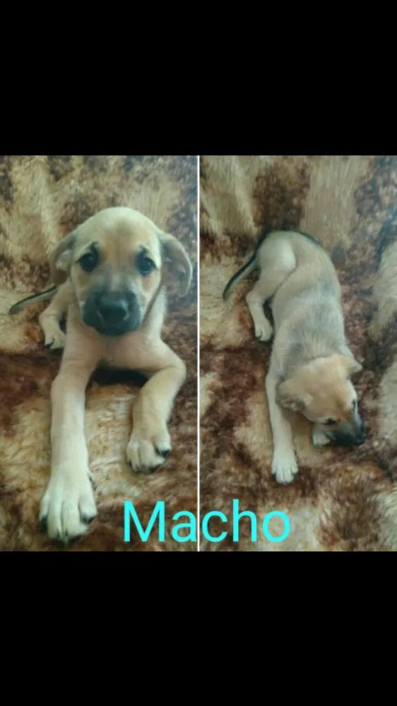 Cachorro ra a SRD idade 2 a 6 meses nome Sem nome