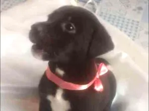 Cachorro raça srd idade Abaixo de 2 meses nome Larissa