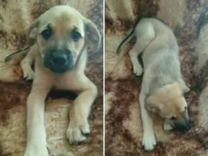 Cachorro raça SRD idade 2 a 6 meses nome Sem nome