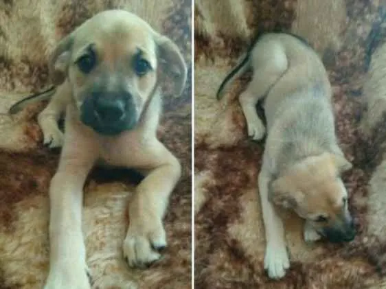 Cachorro ra a SRD idade 2 a 6 meses nome Sem nome