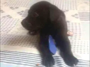 Cachorro raça srd idade Abaixo de 2 meses nome Negão