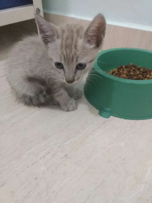 Gato raça indefinida idade Abaixo de 2 meses nome sem nome