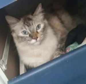 Gato raça SRD idade 2 a 6 meses nome PINK