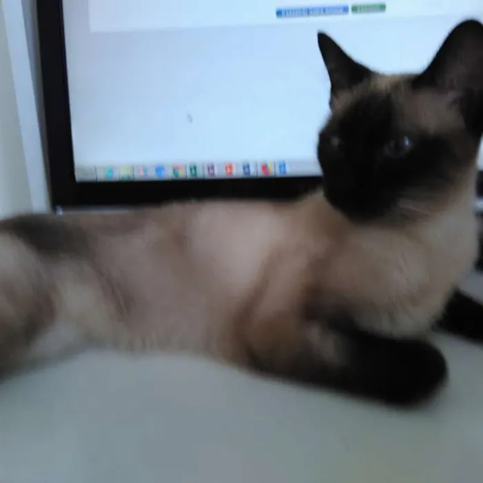 Gato ra a siamesa idade 1 ano nome apple