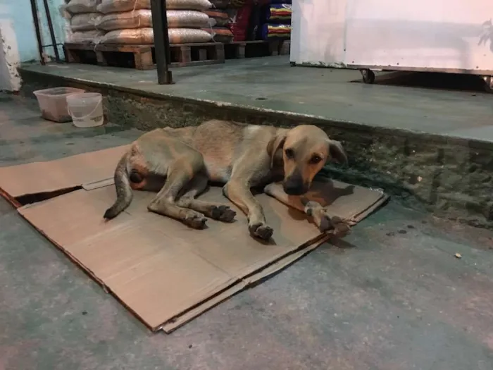 Cachorro raça Vira lata  idade 1 ano nome Bela