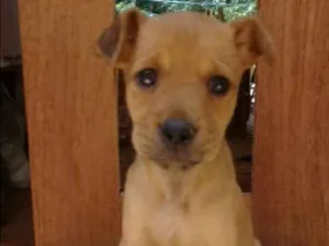 Cachorro raça SRD  idade 2 a 6 meses nome Filhotes
