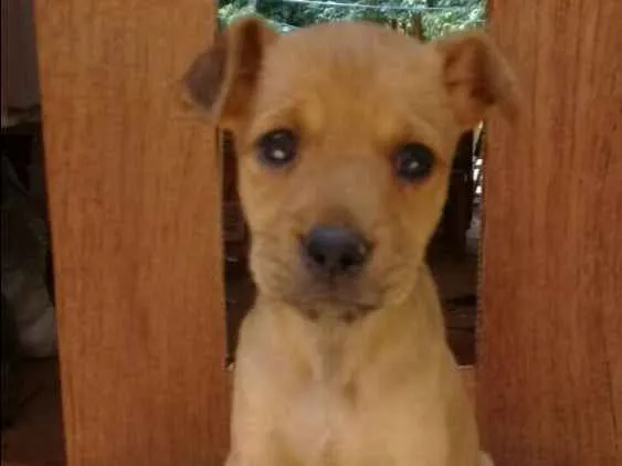 Cachorro ra a SRD  idade 2 a 6 meses nome Filhotes