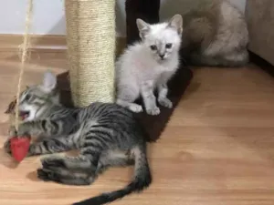 Gato raça Srd  idade 2 a 6 meses nome Clara e Flora