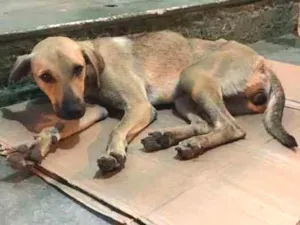 Cachorro raça Vira lata  idade 1 ano nome Bela