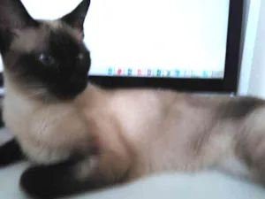Gato raça siamesa idade 1 ano nome apple
