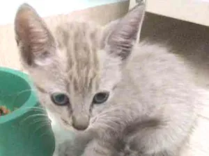 Gato raça indefinida idade Abaixo de 2 meses nome sem nome