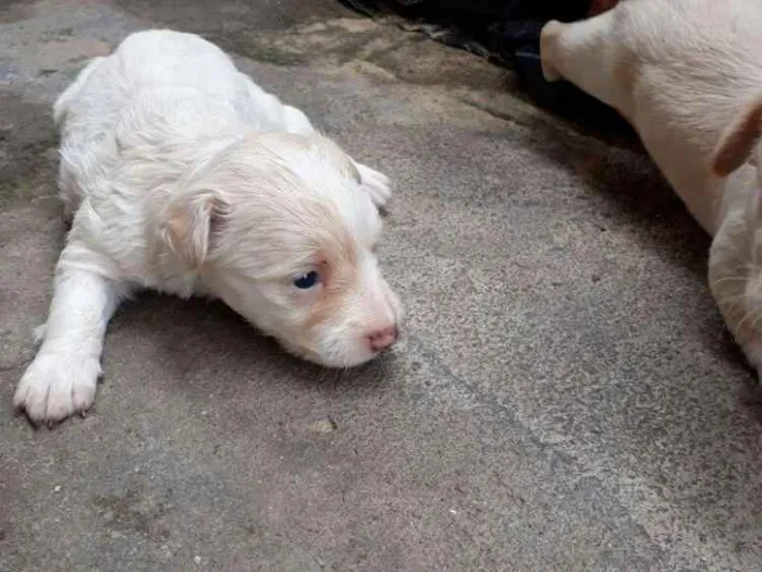 Cachorro ra a Pinscher misturado  idade Abaixo de 2 meses nome Filhote de pinscher 