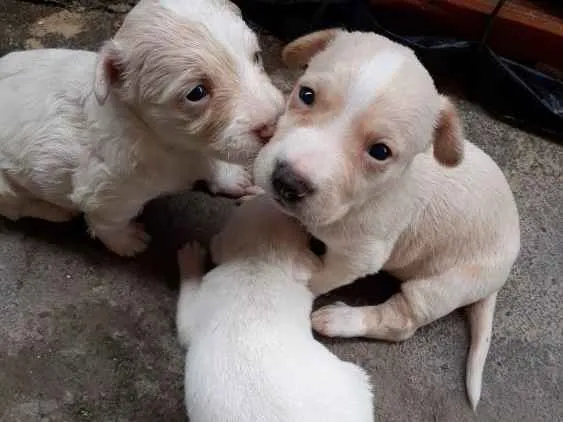 Cachorro ra a Pinscher misturado  idade Abaixo de 2 meses nome Filhote de pinscher 