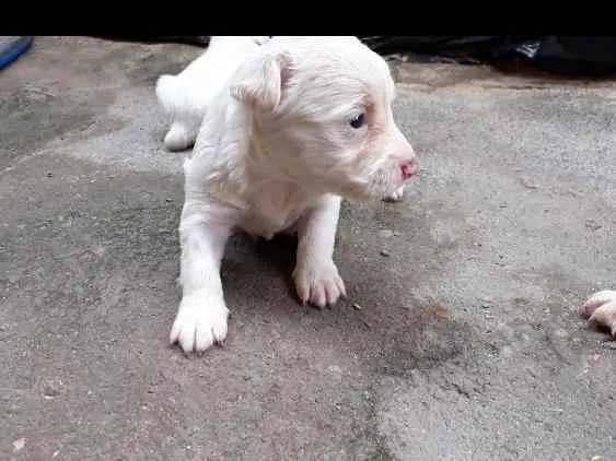 Cachorro ra a Pinscher misturado  idade Abaixo de 2 meses nome Filhote de pinscher 