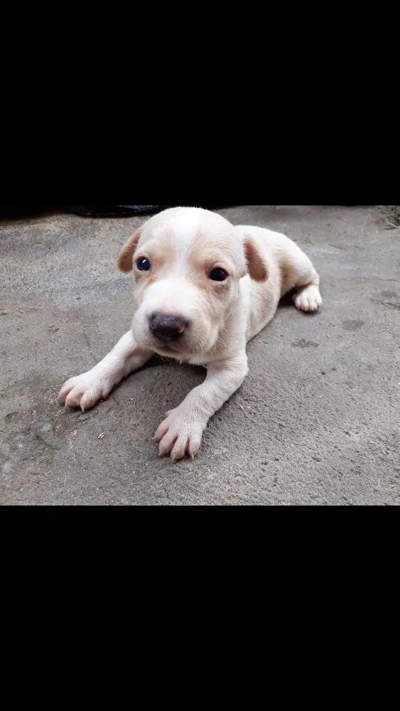 Cachorro ra a Pinscher misturado  idade Abaixo de 2 meses nome Filhote de pinscher 