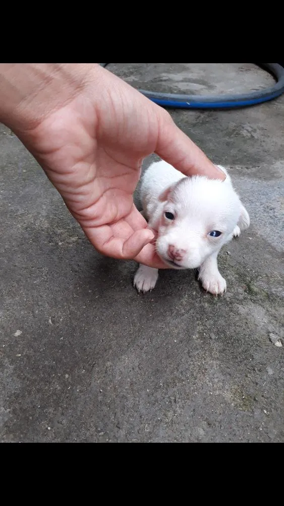 Cachorro ra a Pinscher misturado  idade Abaixo de 2 meses nome Filhote de pinscher 