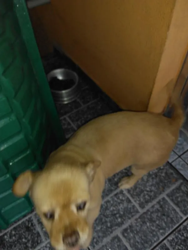 Cachorro ra a Misturado piquenês com vira-lata  idade 6 ou mais anos nome Katty