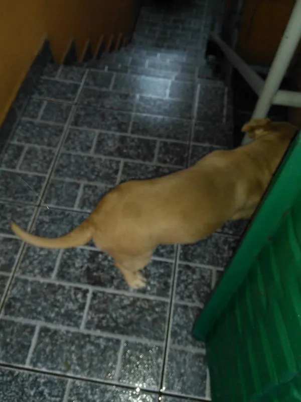 Cachorro ra a Misturado piquenês com vira-lata  idade 6 ou mais anos nome Katty