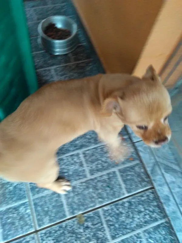 Cachorro ra a Misturado piquenês com vira-lata  idade 6 ou mais anos nome Katty