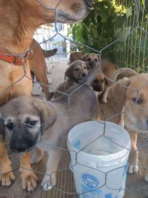 Cachorro raça SRD idade 2 a 6 meses nome Sem nome