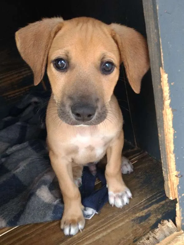 Cachorro raça SRD idade 2 a 6 meses nome Sem nome