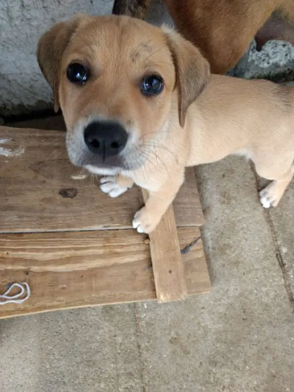 Cachorro raça SRD idade 2 a 6 meses nome Sem nome