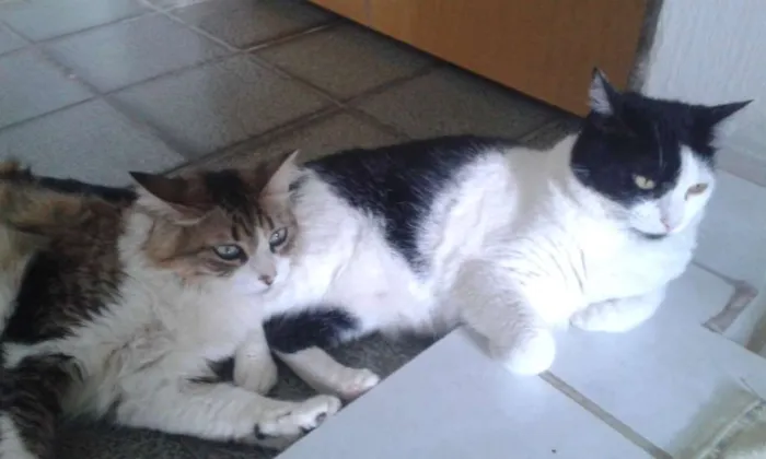 Gato ra a  idade 4 anos nome Belinha e João Grilo