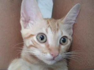 Gato raça Vira lata  idade 2 a 6 meses nome Leonardo