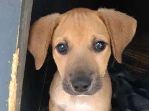 Cachorro raça SRD idade 2 a 6 meses nome Sem nome