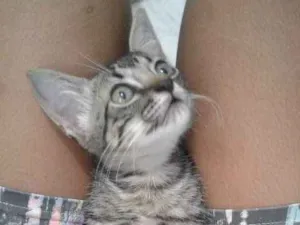 Gato raça Vira laya idade 2 a 6 meses nome Mikelangela 