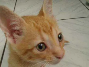 Gato raça Vira kata idade 2 a 6 meses nome Donatelo