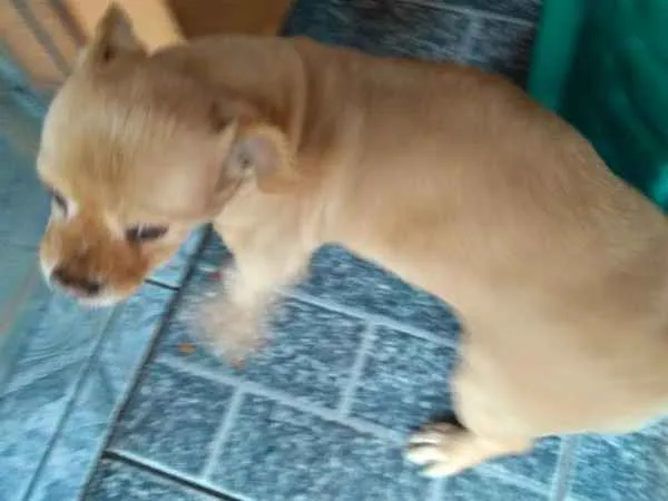 Cachorro ra a Misturado piquenês com vira-lata  idade 6 ou mais anos nome Katty