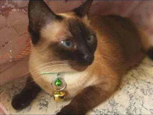 Gato raça Siamês idade 3 anos nome Naninha GRATIFICA