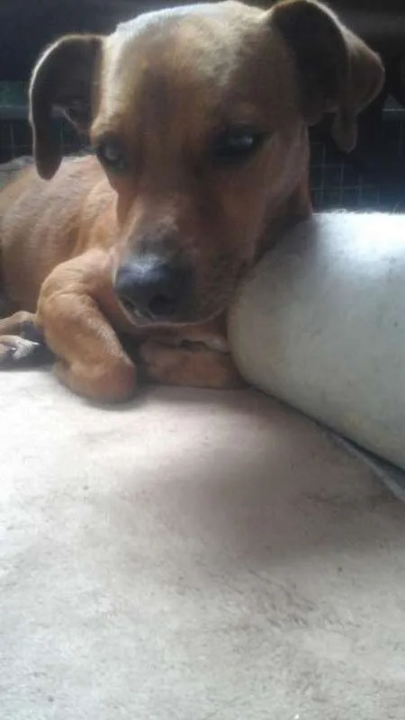 Cachorro ra a vira lata idade  nome Spok