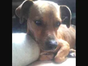 Cachorro raça vira lata idade  nome Spok