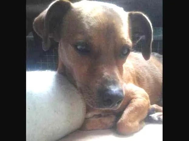 Cachorro ra a vira lata idade  nome Spok