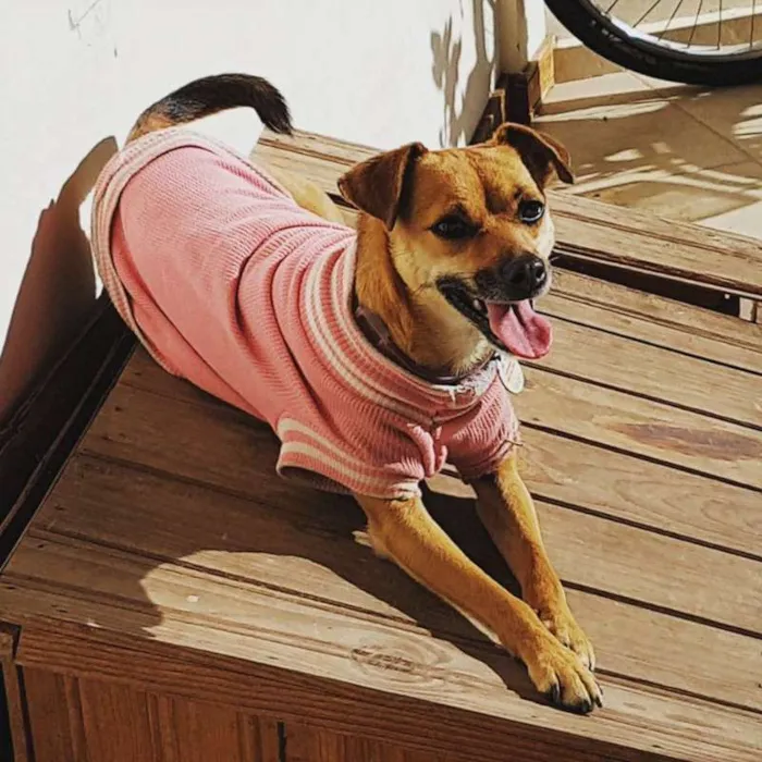 Cachorro ra a SRD idade 3 anos nome Varsóvia