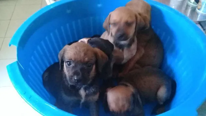 Cachorro raça mistura com poodle idade 2 a 6 meses nome filhotes